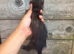 Semi angora