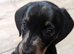 2 smooth dachshund puppies