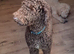 Hypoallergenic Health checked PROVEN Curly None Shedding Labradoodle STUD