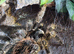 Adult female lasiodora parahybana