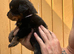 Chunky traditional Rottweiler pups