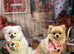 2 pomeranians girl and boy