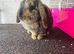 Rabbits ready now