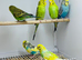 Budgies