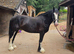 QUALITY 6yr old  registered Shire mare