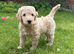Golden doodle puppies looking for a family home from 5th July ️
