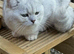 STUNNING WHITE BLACK TIPPED BRITISH SHORTHAIR IN MANCHESTER