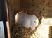 White mini lop