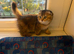 Scottish Fold Golden