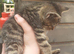 Bengal X KITTENS Boys & Girls Ready Now