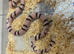Ghost Aberrant Honduran Milk Snake at Birmingham Reptiles