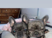 2 Beautiful Male French Bulldog Puppies Remaining