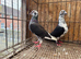 TIGER GRIZZLED RACING PIGEONS FOR SALE