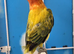 Only Female Lovebirds age 4 to 6 Months