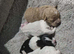 Shihpoo puppies