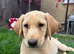 Golden retriever mix Labrador