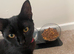 2 black kittens