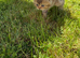 Black Golden British Shorthair Nottingham