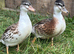Silver Appleyard Call Duck pair