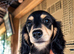 Last Wonderful KC Registered Miniature Longhaired Dachshund Puppy