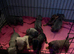 Baby sausage dogs