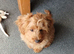 Beautiful cockerpoo molly