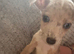 4 beautiful merle jack russell puppies
