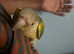 Beautiful coloured males conures