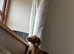 *LAST GIRL*PRA CLEAR MINIATURE DACHSHUND GIRLS