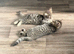 Adorable Male Tabby Kittens Looking for Their Forever Home 12 weeks old