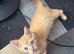 Ragdoll cross kittens ready now