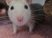URGENT!! 5 female rats