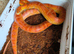 Hypo het palmetto female corn snake