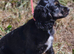 Female cockapoo x cockailer puppy for sale