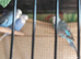 Budgie Bird single MALES - blue colours and green colours with yellow &pound;25 each or any 3 for &pound;70