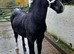 Beautiful Black Welsh Section D Yearling Gelding