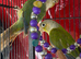 Baby&rsquo;s green cheek conure