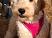 F1B Goldendoodles
