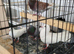 For sale x6 pigeons mixed