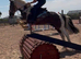 Coloured gelding - all rounder