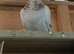 Pigeon for sale