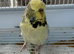 English budgies