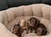 True to Type Miniature Dachshund Puppies – Forever Homes Wanted