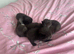 Black and white kittens