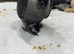 Hand reared african grey baby&rsquo;s