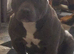 American bully s looking for there forever Holmes