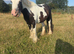 Beautiful cob mare