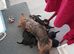 Adorable Yorkshire terrier puppies