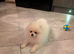 Russia Pomeranian