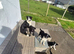 4 females ready for new homes